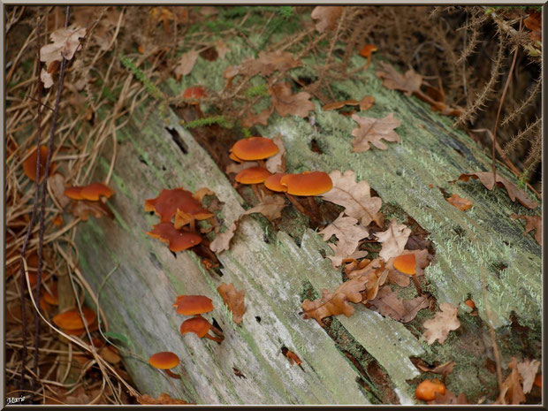 Collybies en famille sur un tronc coupé en forêt sur le Bassin d'Arcachon