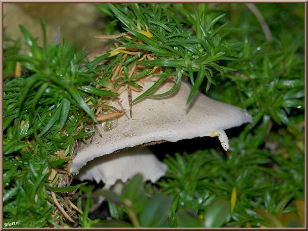 Agarics des Jachères dans notre jardin sous un pied de romarin