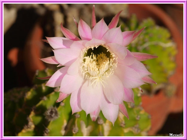Fleur de Cactus