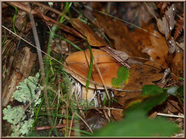 Lactaire à Lait Abondant bien caché en forêt sur le Bassin d'Arcachon