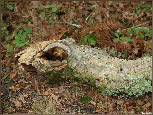 Branche de chêne morte au sol telle un anaconda, forêt sur le Bassin d'Arcachon (33)