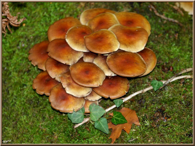 Hypholomes en Touffe épanouis sur lit moussu en forêt sur le Bassin d'Arcachon