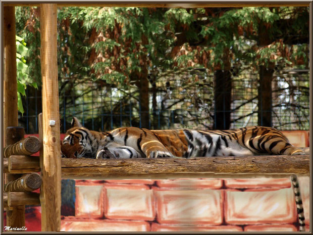 Tigre, Zoo du Bassin d'Arcachon, La Teste de Buch (33)