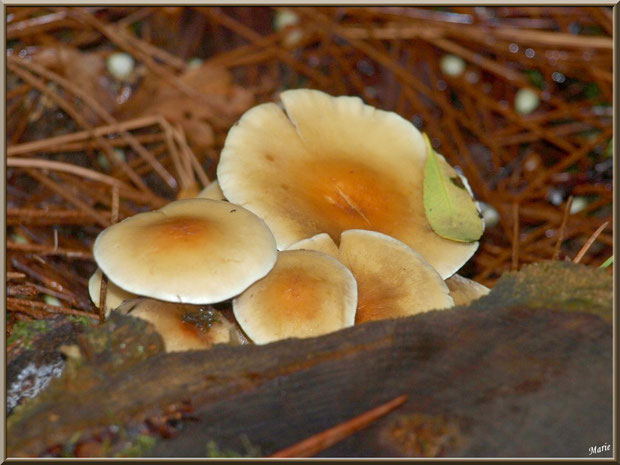 Hypholomes en Touffe derrière une souche de pin en forêt sur le Bassin d'Arcachon