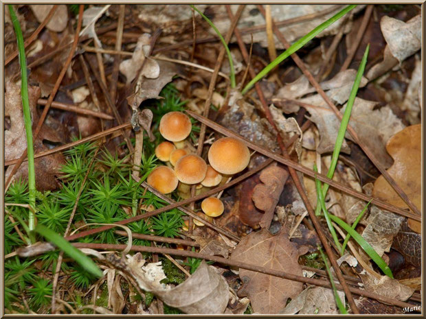 Petits Hypholome en Touffes entre d'aiguilles de pin, mousse et feuilles de chêne en forêt sur le Bassin d'Arcachon
