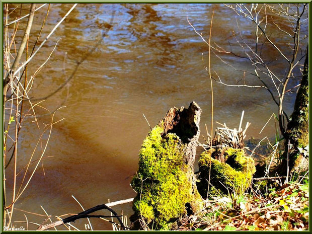 Troncs d'arbres et reflets en bordure de La Leyre, Sentier du Littoral au lieu-dit Lamothe, Le Teich, Bassin d'Arcachon (33)