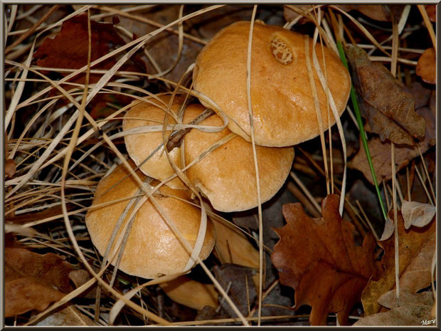 Bolets des Bouviers en forêt sur le Bassin d'Arcachon