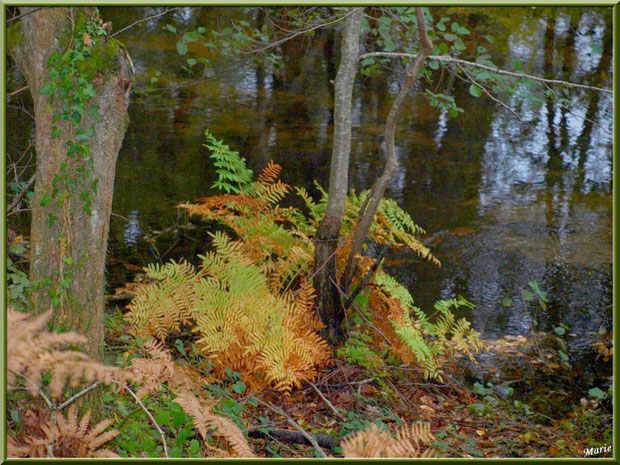 Végétation automnale et reflets sur le Canal des Landes au Parc de la Chêneraie à Gujan-Mestras (Bassin d'Arcachon)