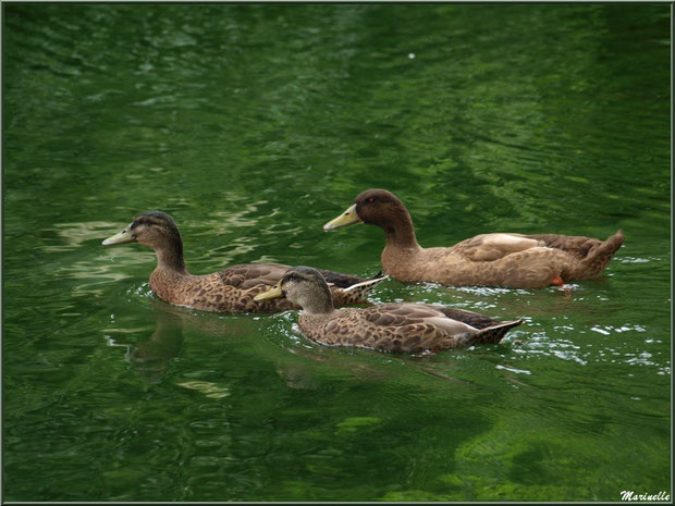 Canards au fil de l'eau du lac à la Pisciculture des Sources à Laruns, Vallée d'Ossau (64)