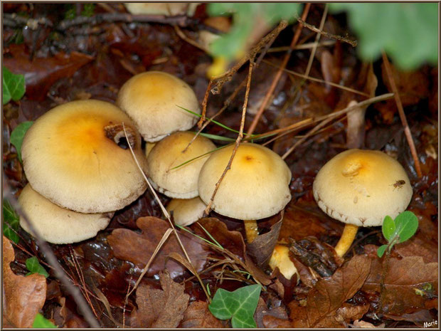Hypholomes en Touffe en forêt sur le Bassin d'Arcachon