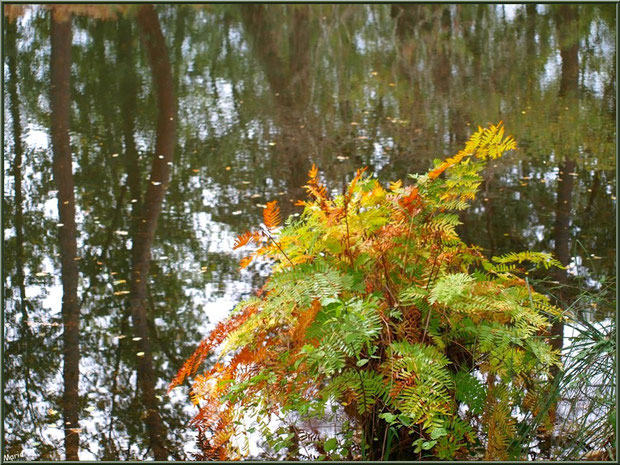 Fougère automnale et reflets en bordure du Canal des Landes au Parc de la Chêneraie à Gujan-Mestras (Bassin d'Arcachon)