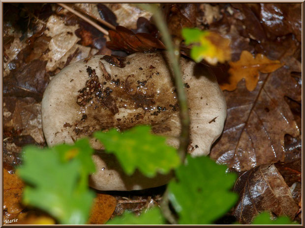 Russule en forêt sur le Bassin d'Arcachon