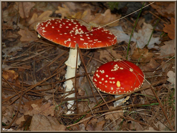 Amanites Tue-mouches en forêt sur le Bassin d'Arcachon