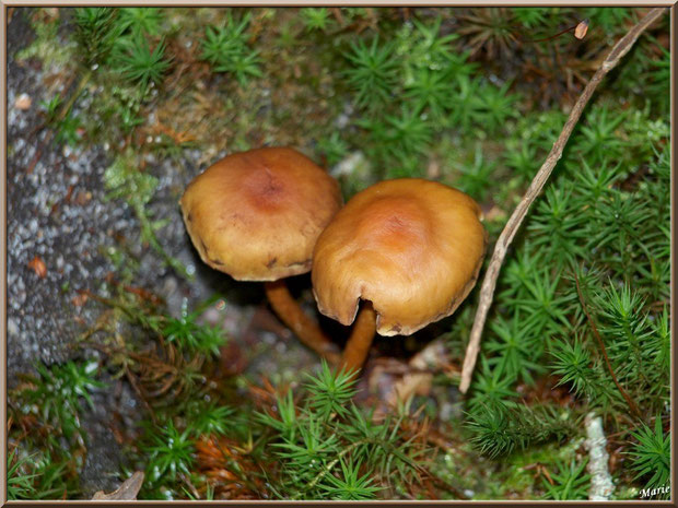 Hypholomes en Touffe vieillissants en forêt sur le Bassin d'Arcachon