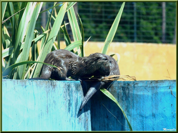 Loutres Cendrée, Zoo du Bassin d'Arcachon, La Teste de Buch (33)