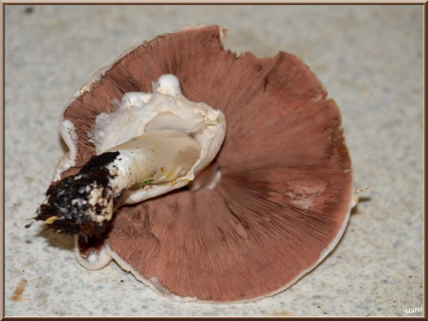 Agaric des Jachères, vue du dessous