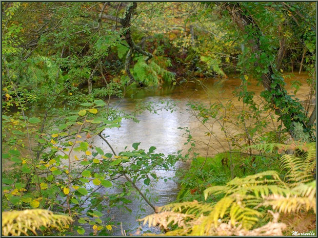 Végétation automnale et reflets sur le Canal des Landes au Parc de la Chêneraie à Gujan-Mestras (Bassin d'Arcachon)