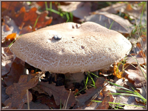 Lépiote Brune ou Lépiote Brunâtre en forêt sur le Bassin d'Arcachon