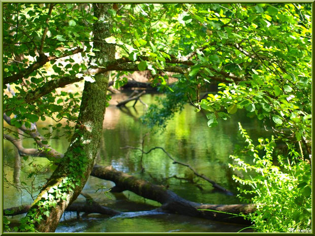Végétation luxuriante et reflets en bordure de La Leyre, Sentier du Littoral au lieu-dit Lamothe, Le Teich, Bassin d'Arcachon (33) 