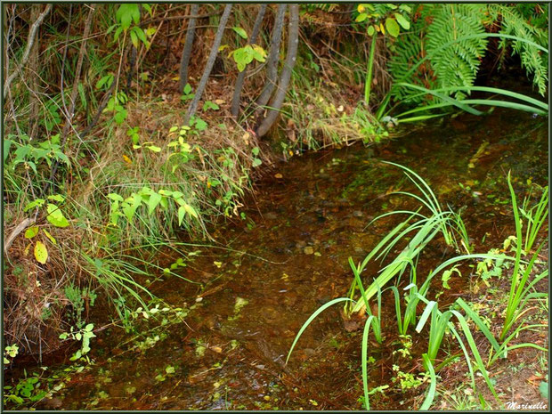 Fossé ou craste avec sa végétation, forêt sur le Bassin d'Arcachon (33)