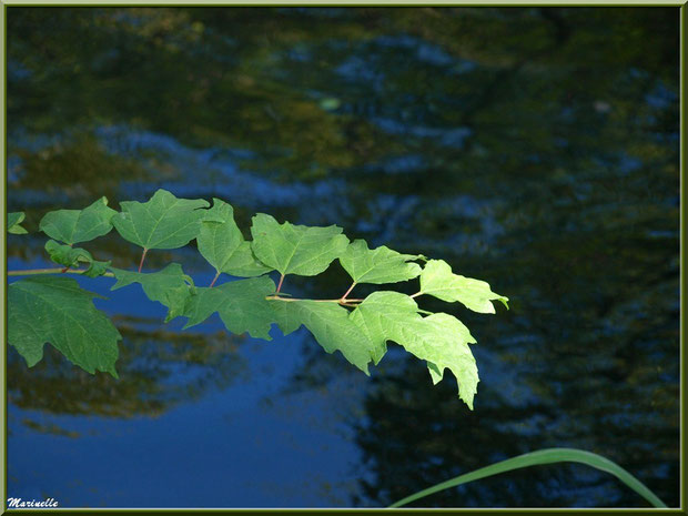 Branche d'arbrisseau et reflets en bordure de La Leyre, Sentier du Littotal au lieu-dit Lamothe, Le Teich, Bassin d'Arcachon (33)