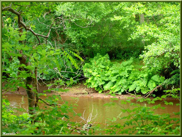 Végétation luxuriante en bordure de La Leyre, Sentier du Littoral au lieu-dit Lamothe, Le Teich, Bassin d'Arcachon (33)