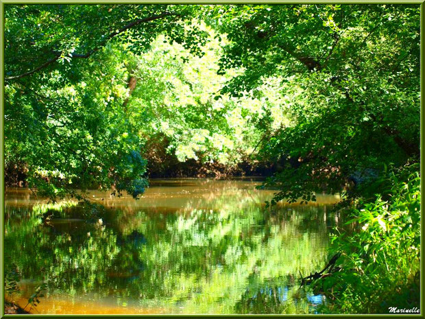 Verdoyance et reflets en bordure de La Leyre, Sentier du Littoral au lieu-dit Lamothe, Le Teich, Bassin d'Arcachon (33) 