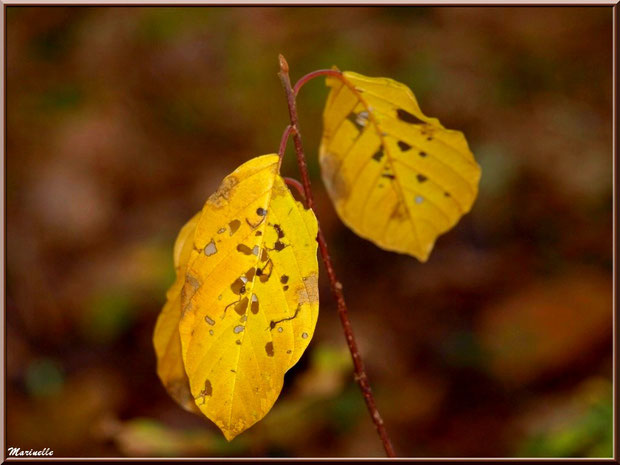 Feuilles d'arbrisseau automnal, forêt sur le Bassin d'Arcachon (33)