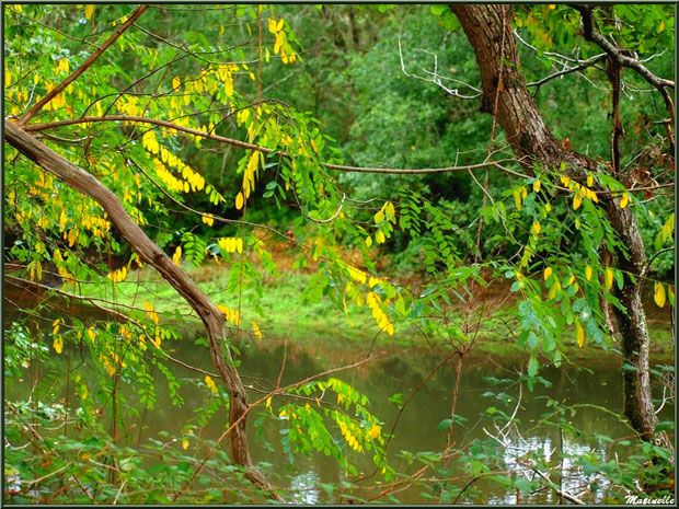 Acacia automnal et reflets en bordure de La Leyre, Sentier du Littoral au lieu-dit Lamothe, Le Teich, Bassin d'Arcachon (33)