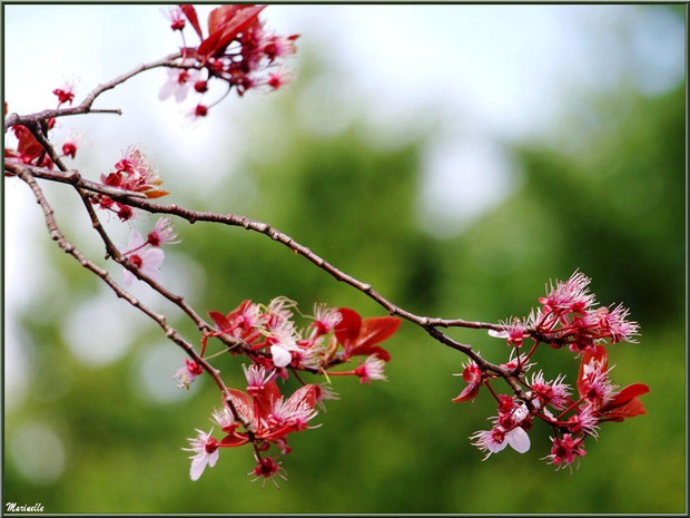 Prunus en fleurs printanières au Parc de la Chêneraie à Gujan-Mestras (Bassin d'Arcachon)