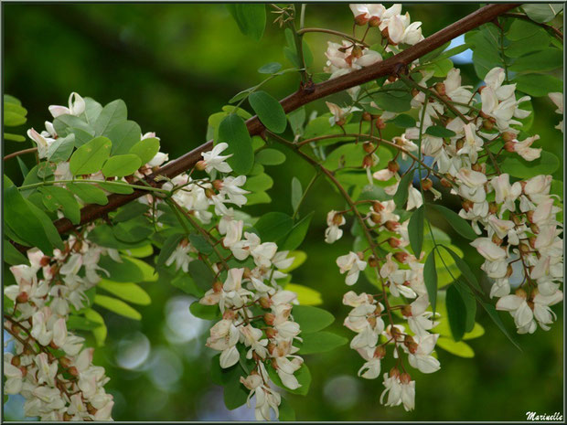 Prunus en fleurs printanières au Parc de la Chêneraie à Gujan-Mestras (Bassin d'Arcachon)