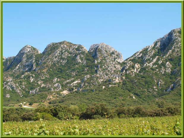 Le vignoble du Château Romanin, la cave souterraine au milieu et les Alpilles en toile de fond à Saint Rémy de Provence (13)