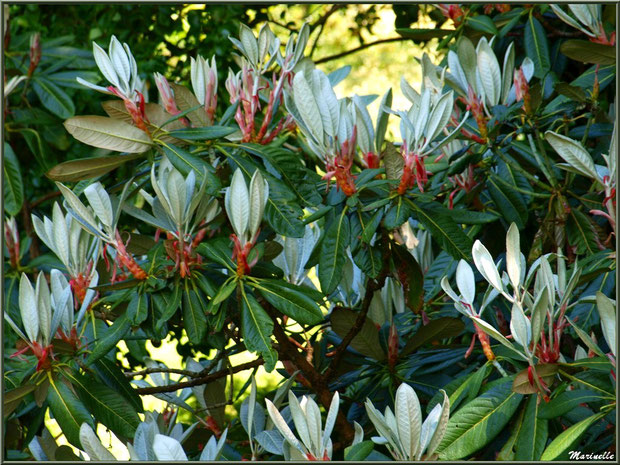 Le Canal et une de ses variétés de magnolias - Les Jardins du Kerdalo à Trédarzec, Côtes d'Armor (22) 