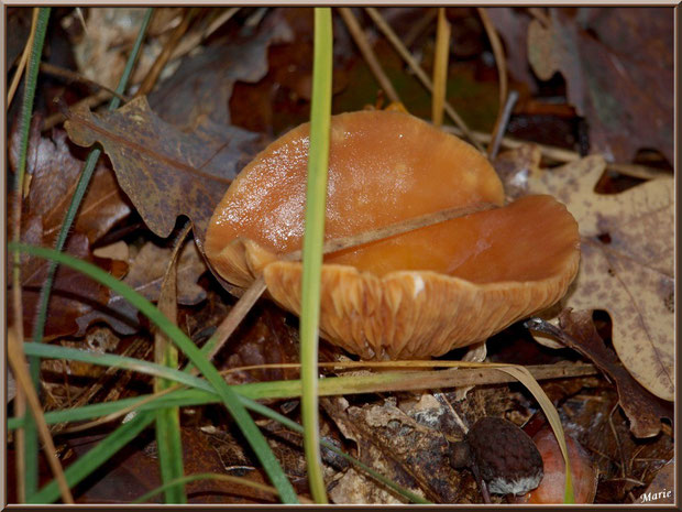 Lactaire à Lait Abondant épanoui en forêt sur le Bassin d'Arcachon