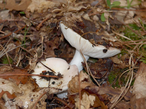 Russules en couple forêt sur le Bassin d'Arcachon