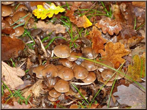 Collybies en groupe en forêt sur le Bassin d'Arcachon