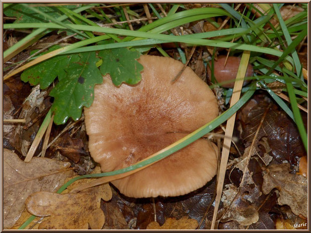 Lactaire à Lait Abondant en forêt sur le Bassin d'Arcachon