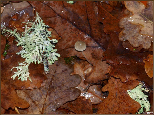 Coprin Desséminé sur lit de mousse et feuilles chênes automnales après ondée, en forêt sur le Bassin d'Arcachon