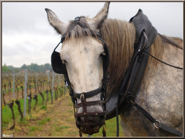 Portrait d'un des chevaux de trait de "Cheval des Vignes", dans un vignoble à St Sulpice de Faleyrens (33) en avril 2012 