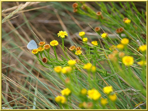 Inule ou Inule Perce-Pierre ou Inule Fausse Criste avec papillon Azuré, flore Bassin d'Arcachon (33)