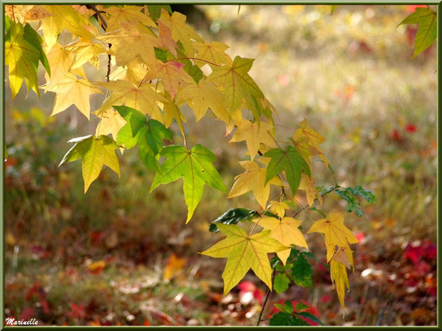 Feuilles de Liquidambar (ou Copalme d'Amérique) aux couleurs automnales en coulée sur un jeune chêne, forêt sur le Bassin d'Arcachon (33)  