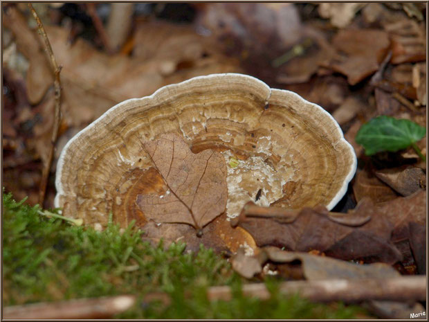 Polypore Versicolore ou Polypore à couleur variable en forêt sur le Bassin d'Arcachon