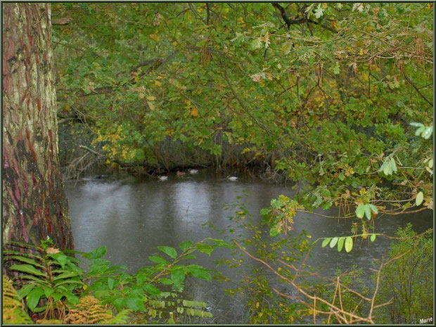 Végétation automnale en bordure du Canal des Landes au Parc de la Chêneraie à Gujan-Mestras (Bassin d'Arcachon)