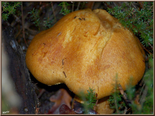 Gymnopile Remarquable ou Pholiote Remarquable en forêt sur le Bassin d'Arcachon