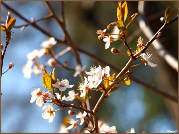 Arbirsseau en fleurs printanières au Parc de la Chêneraie à Gujan-Mestras (Bassin d'Arcachon)