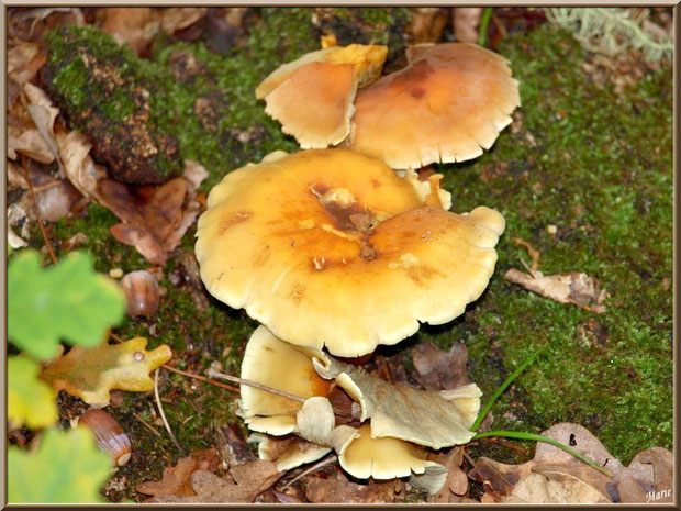 Hypholomes en Touffe épanouis en forêt sur le Bassin d'Arcachon