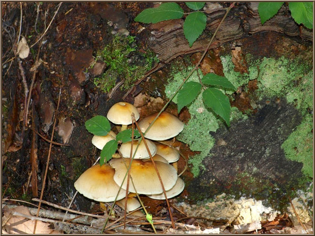 Hypholomes en Touffe au creux d'une souche de pin en forêt sur le Bassin d'Arcachon