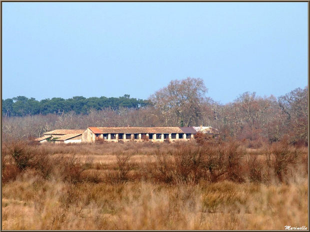 Bâtisses de Graveyron au milieu des marais en bordure des réservoirs, Sentier du Littoral, secteur Domaine de Certes et Graveyron, Bassin d'Arcachon (33)