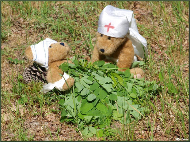 Nounours infirmière et son patient à la Fête de la Nature 2013 au Parc de la Chêneraie à Gujan-Mestras (Bassin d'Arcachon) 