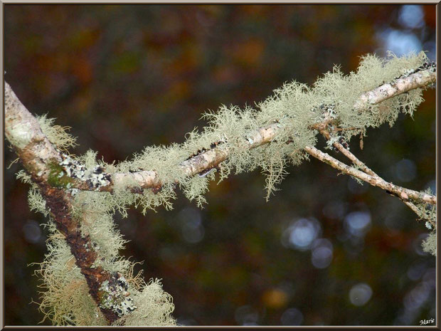 Mousse des Chênes ou Evernia Prunastri sur branche de chêne en forêt sur le Bassin d'Arcachon